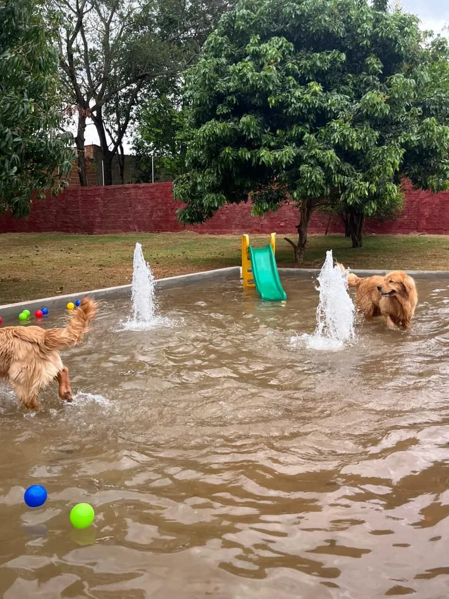 PET CAPRICHO atividades 4