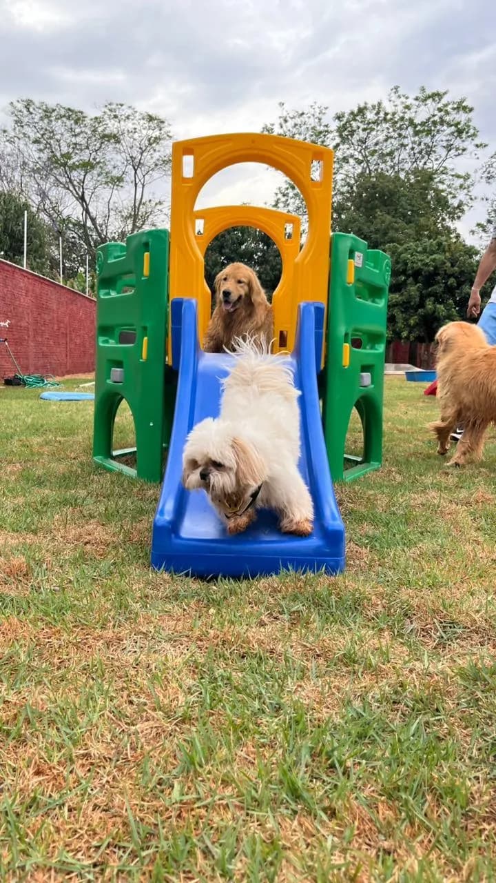 Cães brincando na PET CAPRICHO Londrina