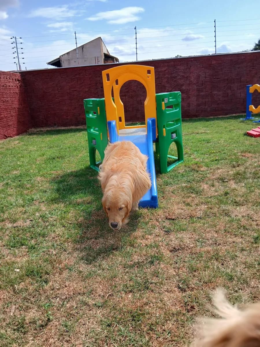 Equipe cuidando dos pets com carinho