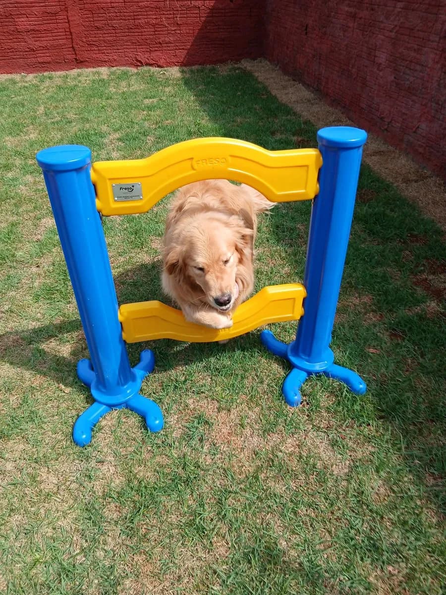 Cães socializando na PET CAPRICHO