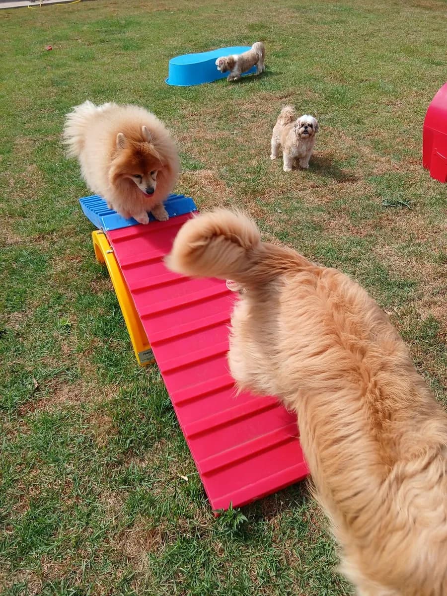 Cão no hotel canino PET CAPRICHO