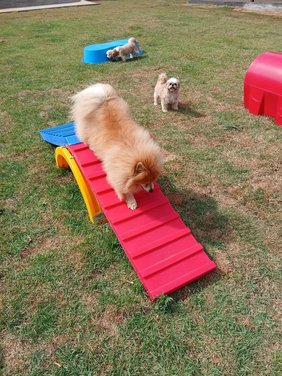 Pets brincando na área verde